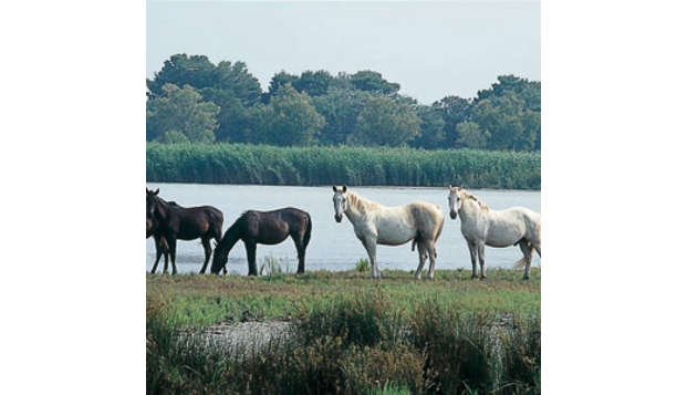 hotel Thalacap Camargue Saintes Maries de la Mer (13)