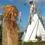 hotel Tipis du Bonheur de Vivre Brulon (72)