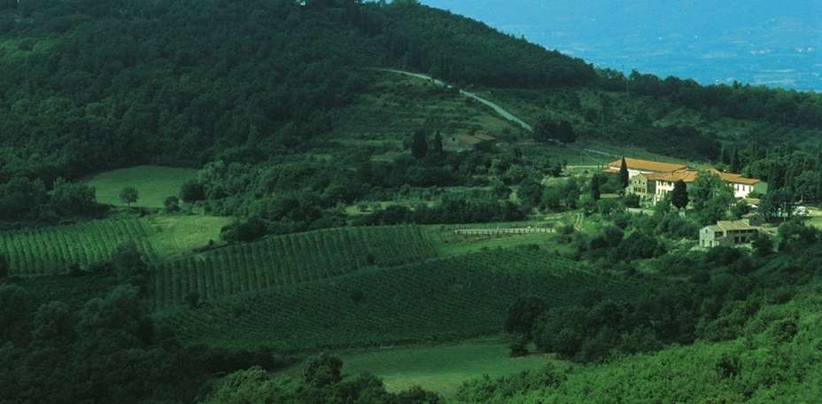 Fattoria Montelucci - 