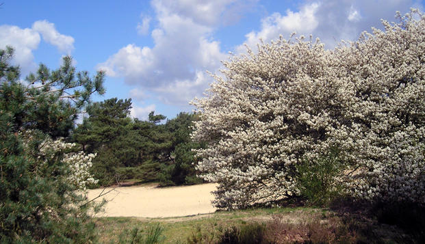 hotel Golden Tulip Midden-DrentheWesterbork
