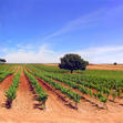 Estancia - Hotel Casa Quintana - Vitis Natura