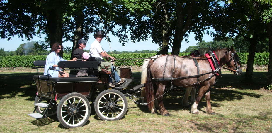 Domaine des Vignères - 