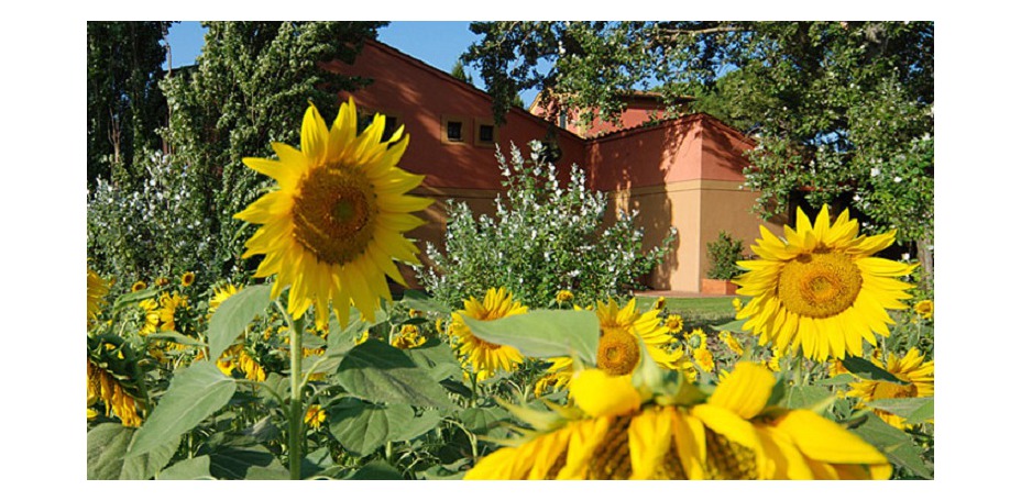 Calamidoro Hotel - 