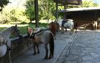 fin de semana - Oferta especial : Escapada Romántica con paseo a caballo o Spa  (2 noches)