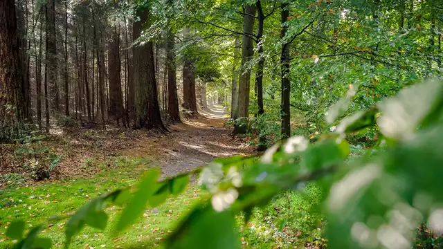Romanticismo in un ambiente attraente nella regione della Veluwe con bollicine