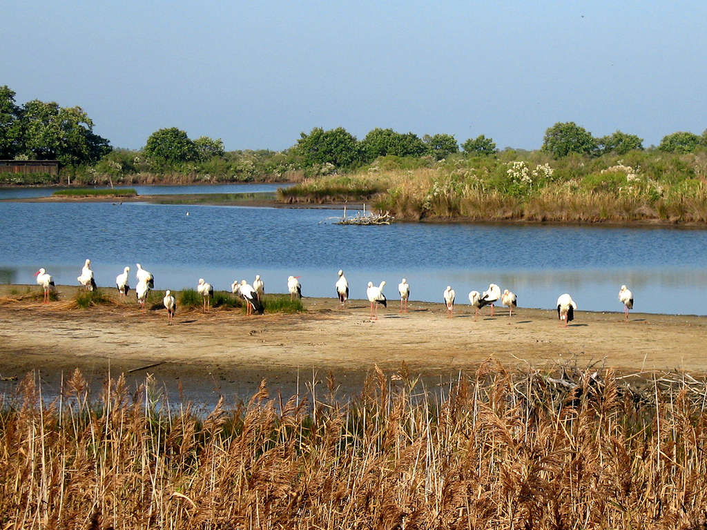 France - Atlantique Sud - Le Teich - Week-end dans le Bassin d'Arcachon - 3*