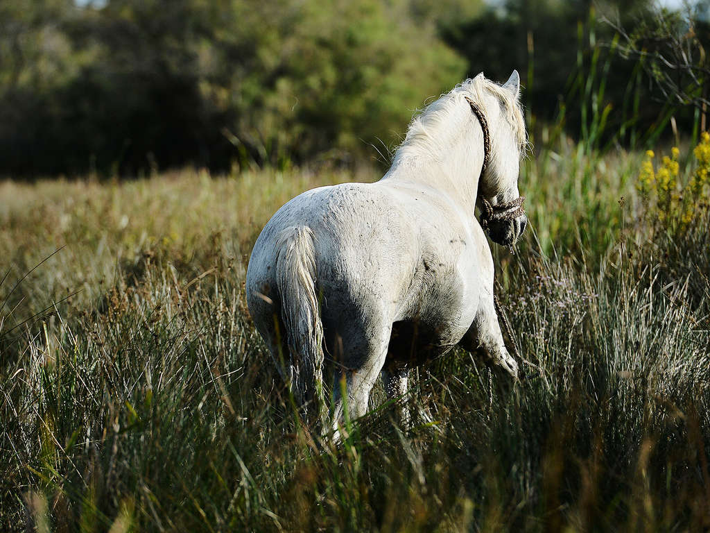 France - Méditerranée Ouest - Saintes Maries de la Mer (13) - Offre spéciale détente : séance de bains à remous privé en Camargue - 3*