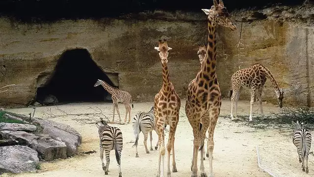 Weekend en famille, et découverte du Bioparc, à Doué la Fontaine