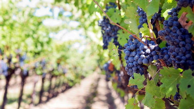 Escapada en los Pueblos Blanco con visita enológica en Ronda