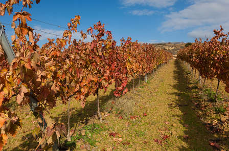 Weekend met bezoek aan wijnboerderij en een wijnproeverij in het Noorden van Spanje
