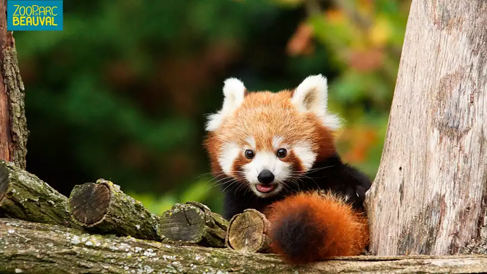 Decouvrez le ZooParc de Beauval et le chateau de Chambord le temps d un sejour nuits min