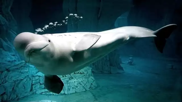 Descubre el acuario más grande de Europa y descansa en un 4* con desayuno