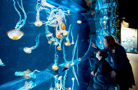 Week-end avec entrée à l'Aquarium Nausicaa