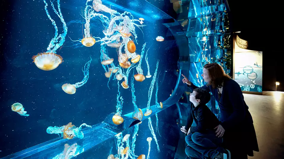 Detente et decouverte avec entree a l Aquarium Nausicaa