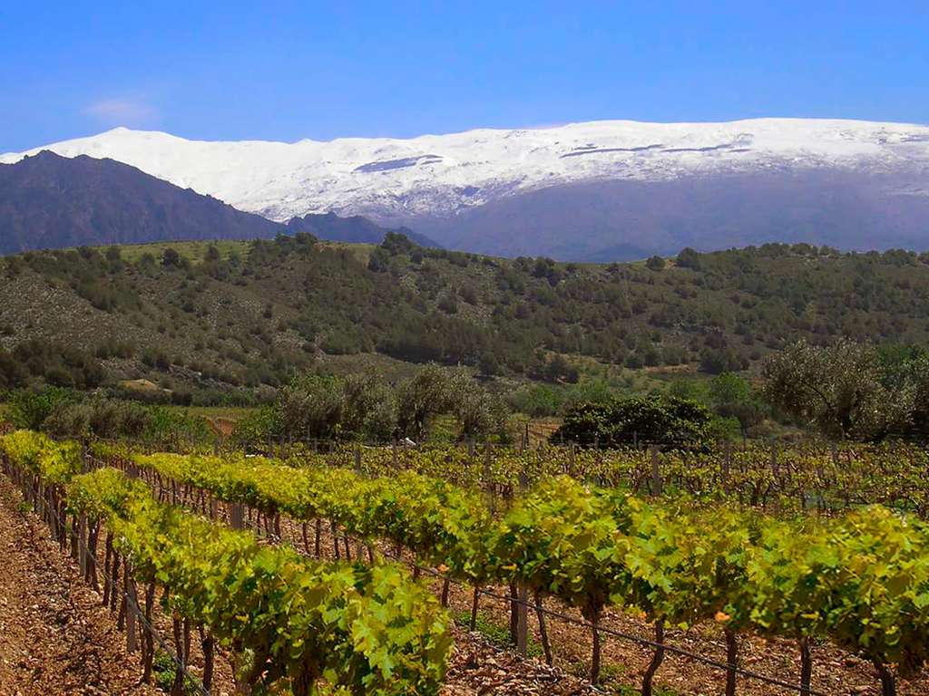 ÉVasion à Grenade avec visite d'une cave à vin et dégustation de vins - 4* - 11