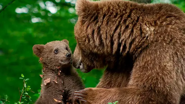 Séjour familial avec entrée au zoo de la Barben à Aix en Provence