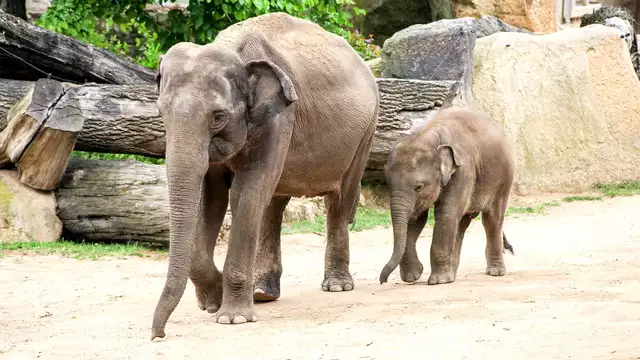 Séjournez à Cavaillon et découvrez le zoo de la Barben