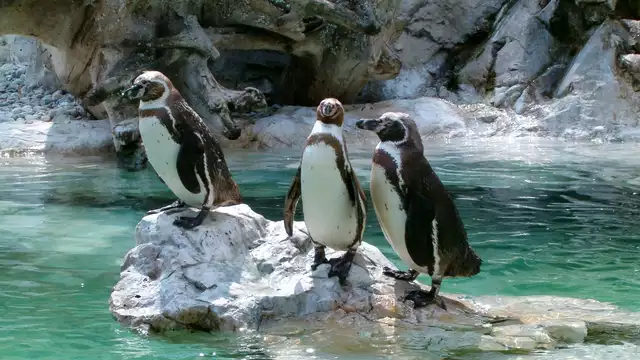 Week-end en famille à Cavaillon avec entrée au zoo de la Barben