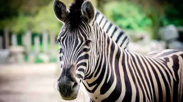 Séjour en famille 5 étoiles avec entrées au zoo de la Barben