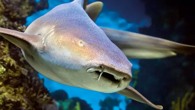 Escapada inolvidable a Lyon con visita al acuario