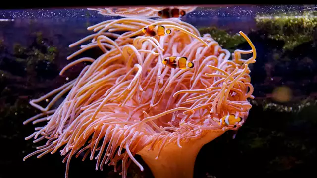 Escapada inolvidable a Lyon con visita al acuario