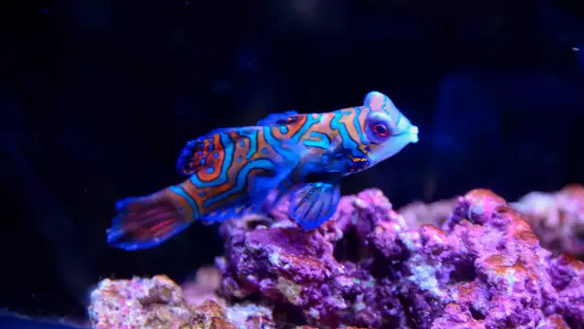 ¡Descubre el Aquarium de Lyon y sus increíbles animales!