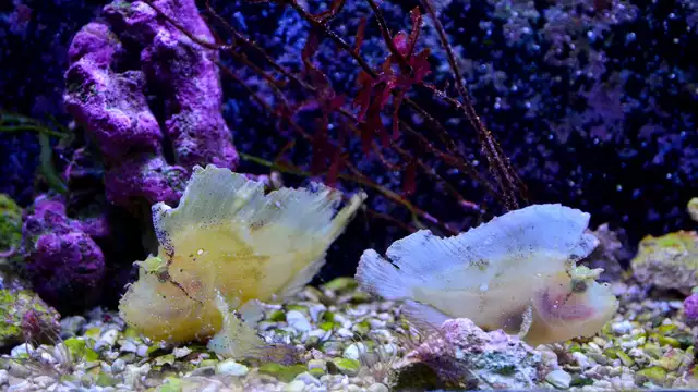 Fuga lionese con ingressi all'Acquario di Lione