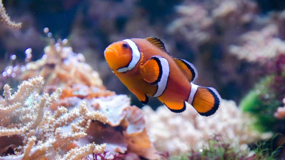 Decouvrez Lyon et son aquarium incroyable au multiples especes