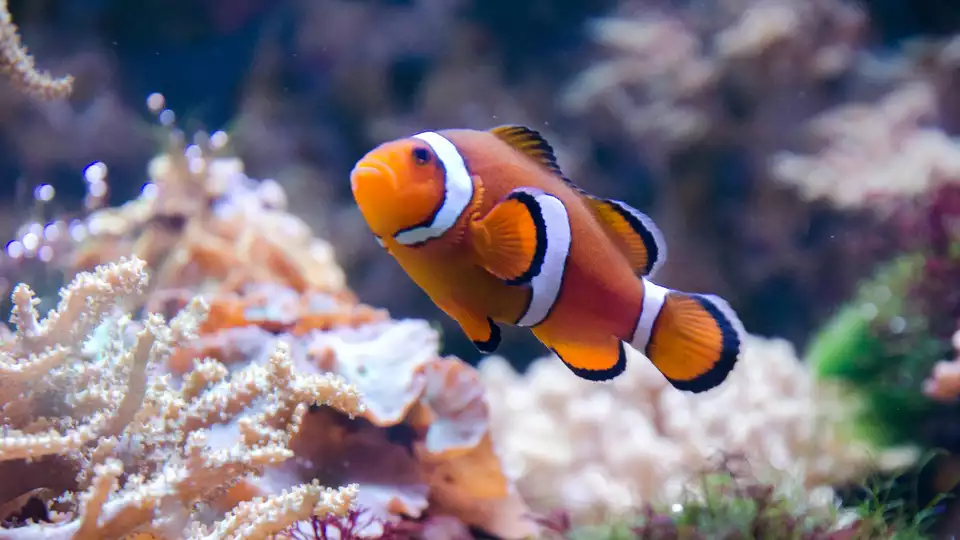 Partez a la decouverte de la splendeur du monde marin entree a l aquarium de Lyon