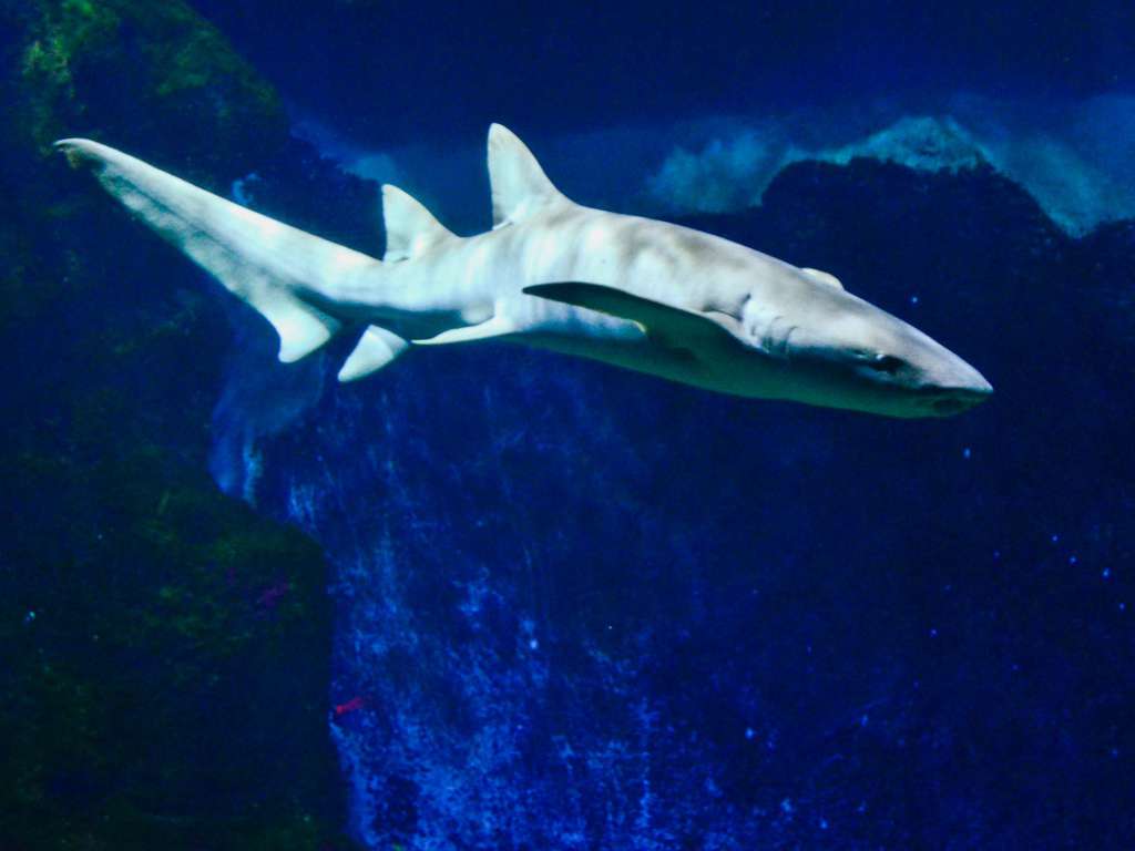 Escapade avec tickets pour l'Aquarium de Lyon - 3* - 1