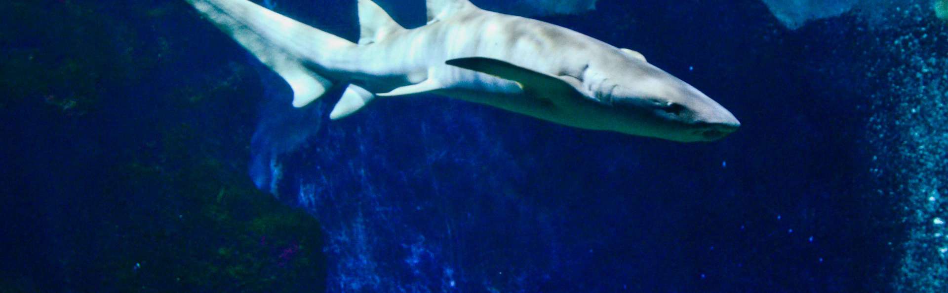 Escapade avec tickets pour l'Aquarium de Lyon