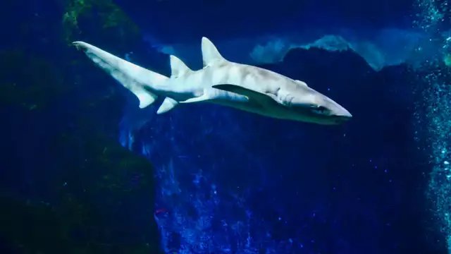 Séjour de rêve à Lyon avec découverte de son Aquarium