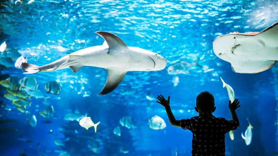 Visita el acuario mas grande de Europa y alojate en este exclusivo hotel en el corazon de Zaragoza