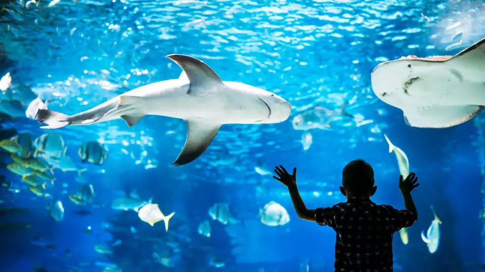 Geniet van een appartement in het centrum van Zaragoza met toegang tot het nieuwe Aquarium