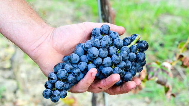 Borgo Conde Wine Resort