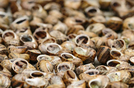 Spécial Gourmet : Menu traditionnel d'escargots à Granyena de les Garrigues