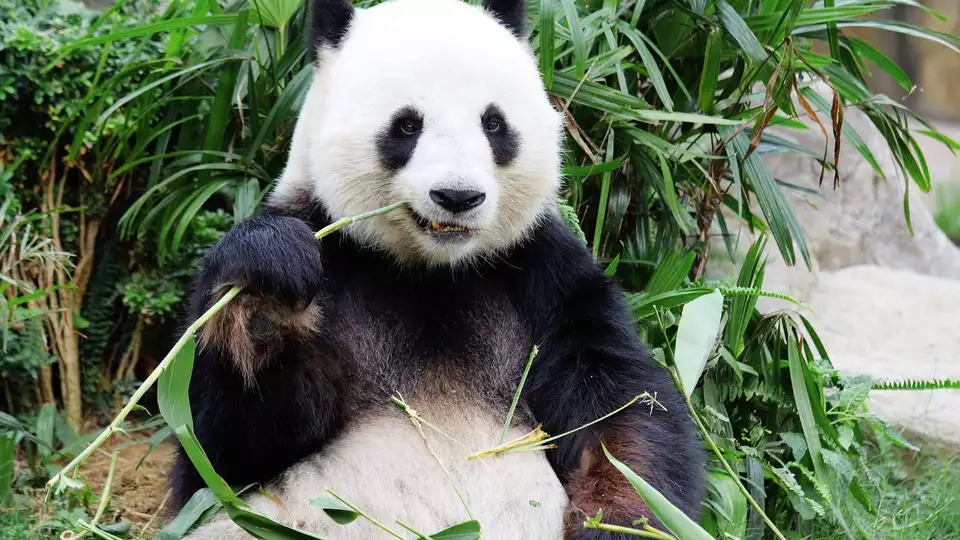 Uitje naar Rijsel met toegang tot de dierentuin