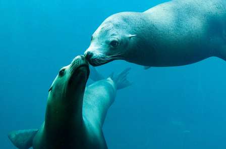 Profitez d'un séjour avec entrée au Parc Nausicaa