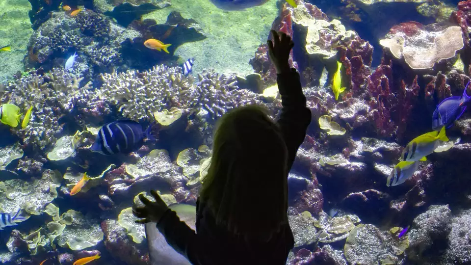 Estancia familiar con entradas para el espectacular acuario Nausicaa