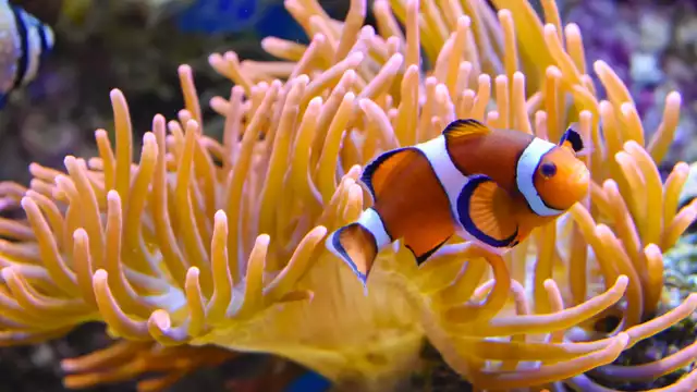 Détente en bord de mer et entrée à l'Aquarium Nausicaa inclus