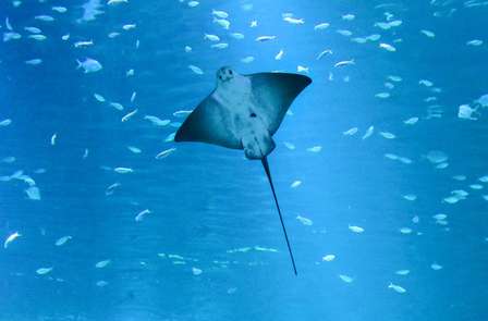 Séjour gourmand avec dîner semi-gastronomique et entrée à Nausicaa