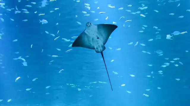 Séjour avec entrées à Nausicaa