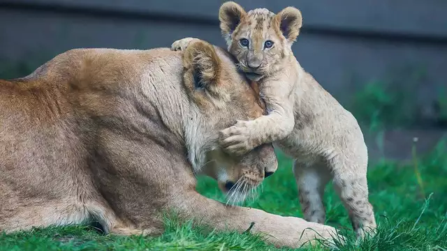 Partez en famille à la découverte du Parc de Thoiry