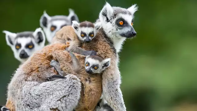 Ontdek Thoiry ZooSafari met verblijf en diner in Rouen