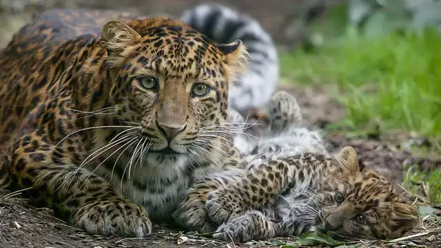 Ontdek ZooSafari de Thoiry met gratis ontbijt