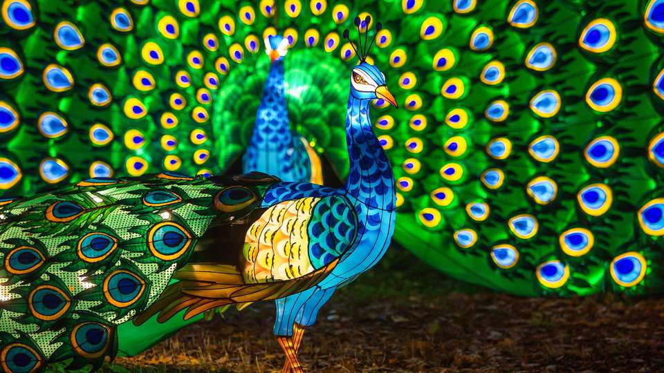 Sejour insolite en roulotte avec entree au ZooSafari de Thoiry a partir de nuits