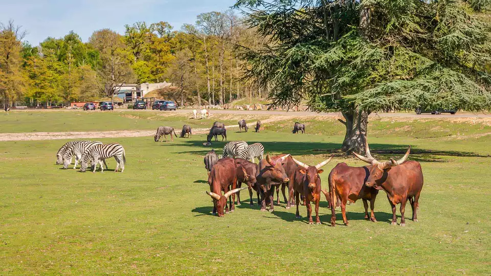 Week-end en famille avec immersion dans le Zoosafari de Thoiry