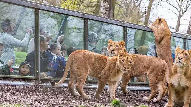 Pasa unos días cerca de Versalles y descubre el Zoo de Thoiry