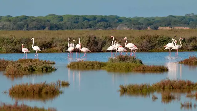 Escapada en El Rocio con visita guiada por el Parque Nacional de Donana