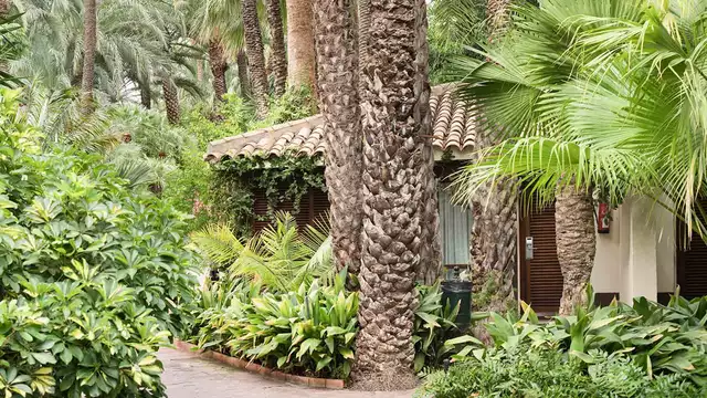 Desayuna en un paraje idilico y rodeado por palmeras en Elche